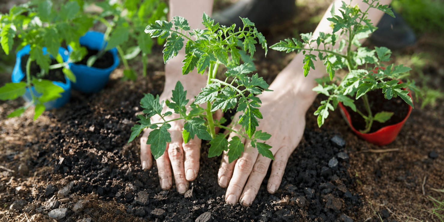 バイオ炭を混ぜた土に苗を植えるイメージ画像